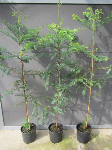 Sequoia sempervirens - ,