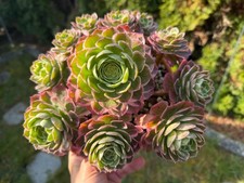 Aeonium Kaleidoscope Cluster -