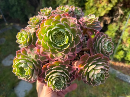 Aeonium kaleidoscope cluster - aeonium,