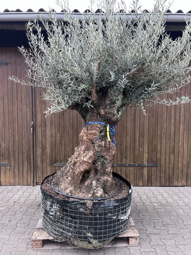 Olivenbaum xxxxl olivea - olivenbaum,