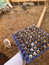 48 Wachtelbruteier, Bruteier Legewachteln, Bunt