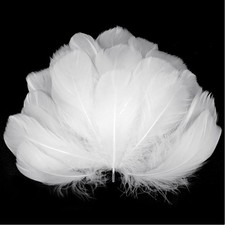 White Feathers for Crafts