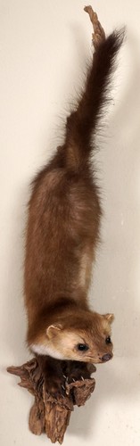 Schöner steinmarder mit - schöner,