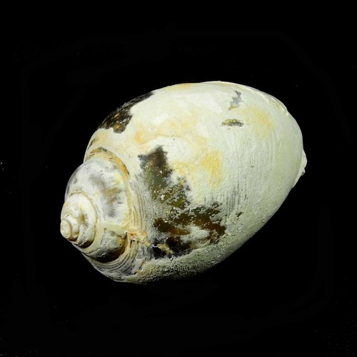Natürliche schnecke fossil - natürliche,