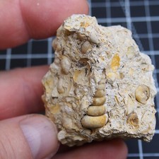 90gr Gastropod Granulolabium