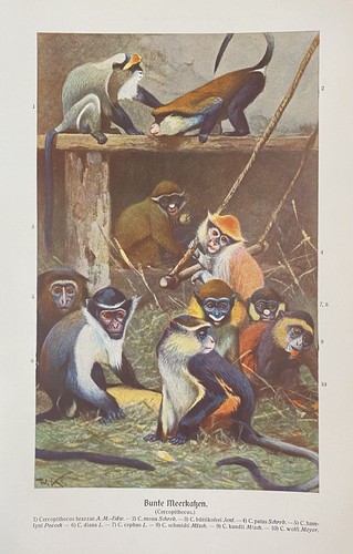 Originaldruck fauna meerkatze - originaldruck,
