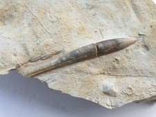 Tolles Hibolithes semisulcatus