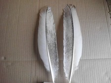 2 weiss-bunte Pfauenfedern 