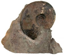 Lias Standstück mit Cleviceras cf. elegans  Ammonit  Altdorf bei Nürnberg  A4-6