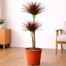 Dracaena Magenta (Drachenbaum)