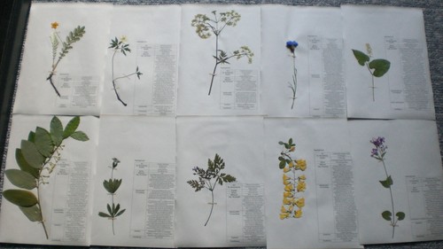 Herbarium plant collection - herbarium, collection;