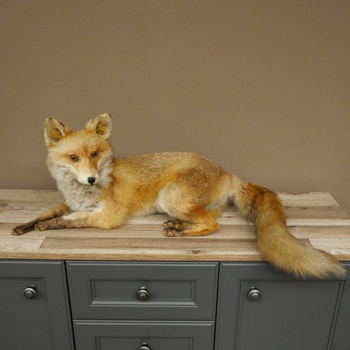 Fuchs rotfuchs liegend - rotfuchs,