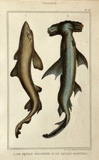 Hai Squale Milandre Marteau Stahlstich handkoloriert Lacépède 1836