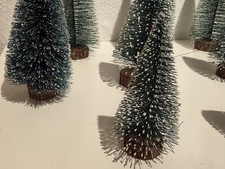 Schneetannen  Bäume  10