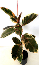 Gummibaum  Ficus Belize