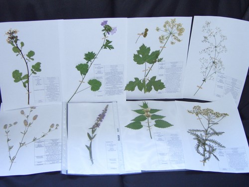 Herbarium plant collection 30 - herbarium,