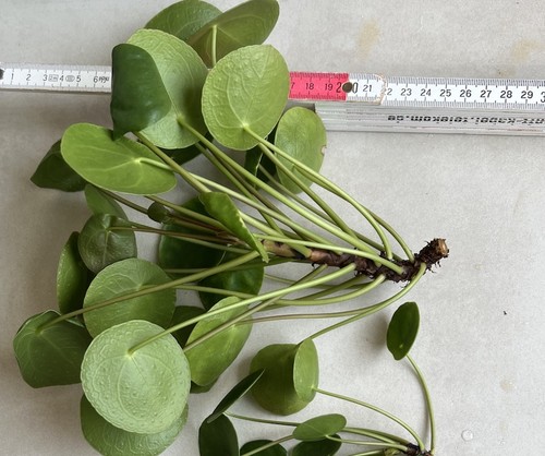 Ableger xxl pilea - ableger,