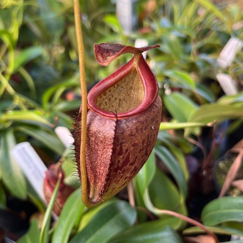Nepenthes gymnamphora tenuis - x,