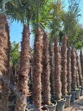PALME TRACHYCARPUS FORTUNEI