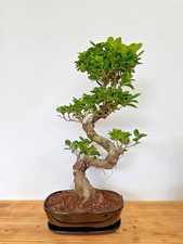 Bonsai Ficus microcarpa Nr 5201 pflegeleicht "Gummibaum" Anfänger geeignet