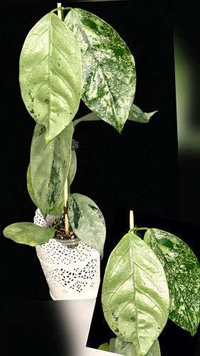 Hoya coriacea silver große - coriacea,