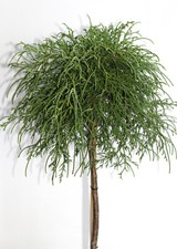 Grüne Fadenzypresse chamaecyparis 'filifera nana' Hochstamm 50 - 60 cm