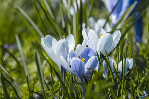 Schneekrokusse blau weiss - schneekrokusse, blau-weiss