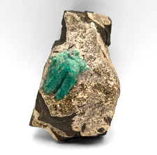 Smaragd mit Pyrit - Muzo