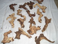 1 Posten Mopani Wurzel