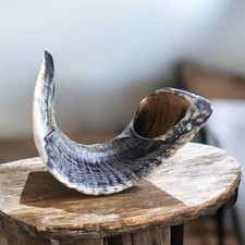 Verkauf Widder Schofar Horn koscher halb poliert 16 Zoll - 18 Zoll Judaica...
