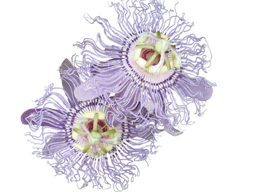 Passiflora incarnata - , –