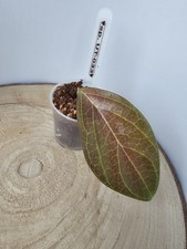 heavenly HOYA Hoya sp. UT-033