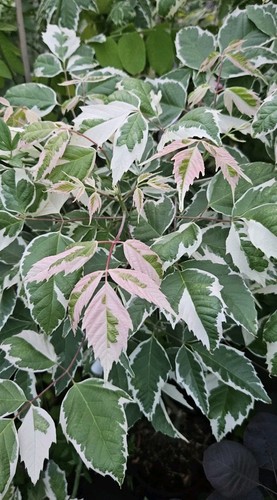 Acer negundo flamingo - negundo, /