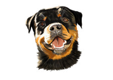 Rottweiler hund - rottweiler,