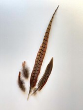 Fasanenfeder Feder Fasan für Hut Hüte Mittelalter Larp Basteln