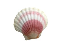 Große Meeresmuschel Flach Rosa Akzente Echtes Naturprodukt Innen glänzen ⌀ 120mm