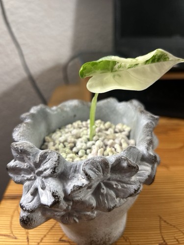 Alocasia frydek variegata - frydek,
