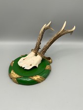 REH KIDS GEWEIH MONTIER AUF