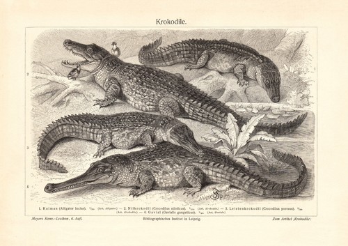 Krokodile historischer druck - krokodile,