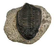 Devon  Zlichovaspis