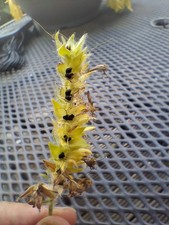 Grosse Samenrispe vom Roten Teide Riesen Natternkopf Echium Wildpretii 