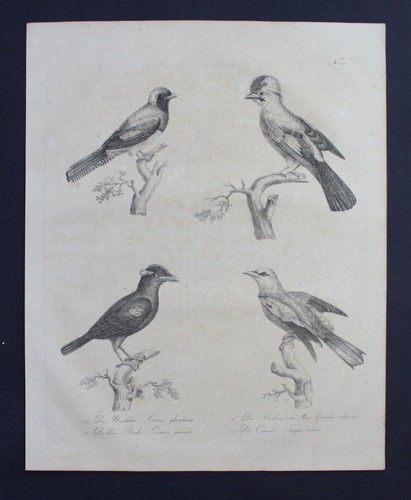 1816 häher racke - 1816,