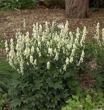 Eisenhut vulparia - Aconitum