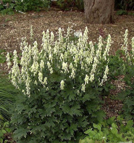 Eisenhut vulparia aconitum - vulparia,