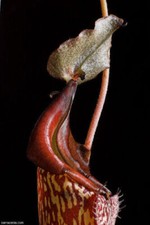 NEPENTHES MAXIMA –
