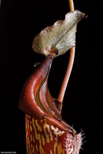 Nepenthes maxima - nepenthes, –