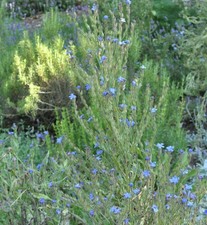 Ochsenzunge Loddon Royalist -
