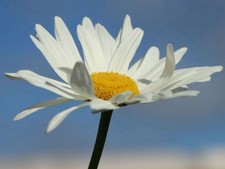 Leucanthemum x superbum STARBURST' - Großblumige Garten-Margerite . Rarität ?