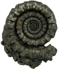 Lias  Echioceras raricostatum