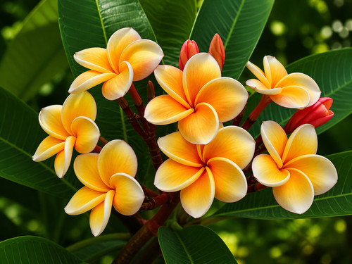 Sale1635 plumeria moon - sale1635,